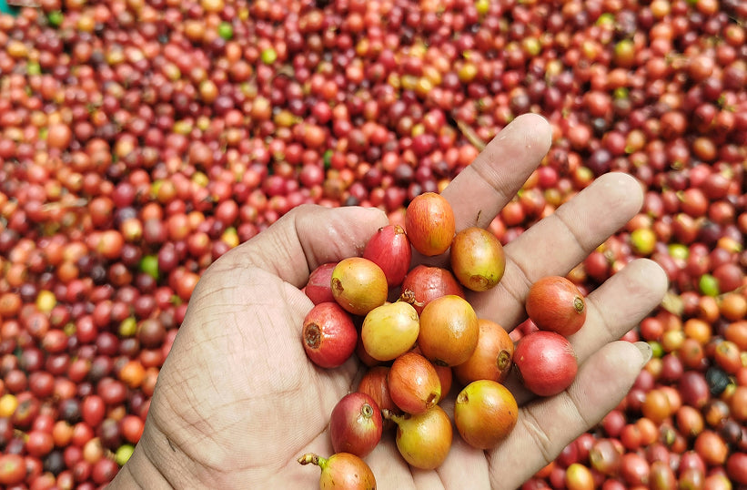 An image of a person holding red coffee cherries