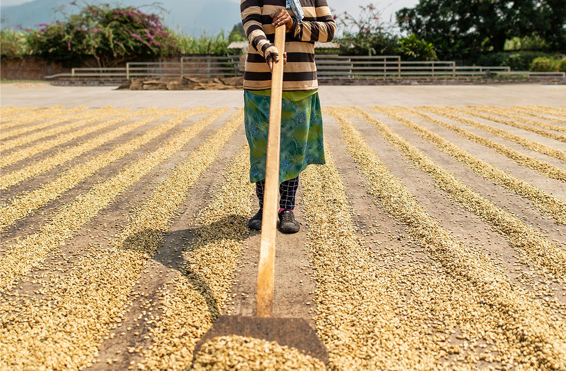 A person standing in a field with coffee beans being processed