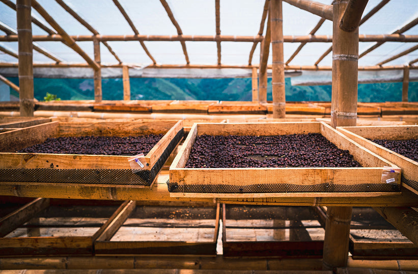 Coffee cherries drying on raised bamboo beds inside a covered processing station