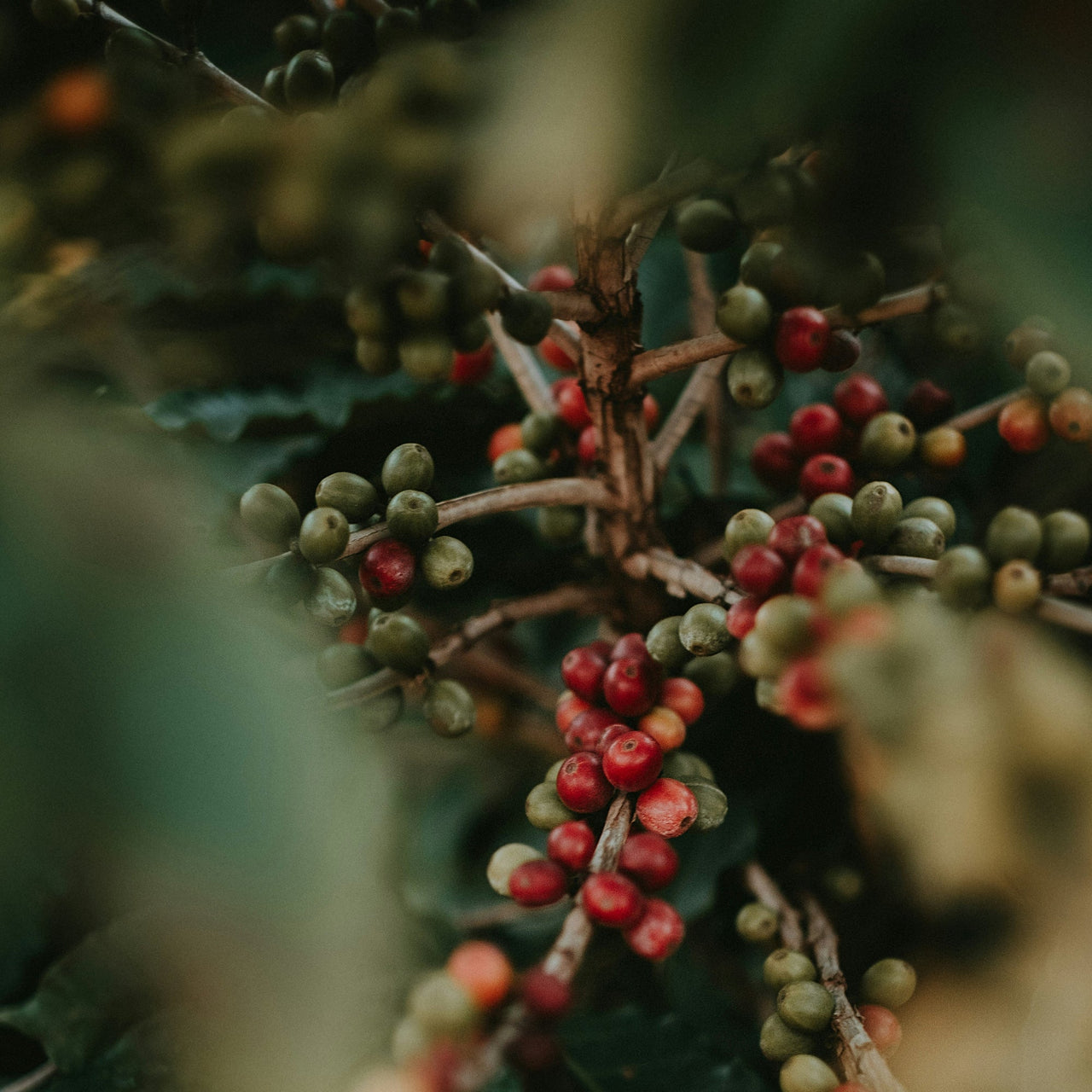 What Is Peaberry Coffee? The Rare Bean That's Taken the Coffee World by Storm